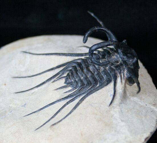 Long Dicranurus Monstrosus Trilobite #15871